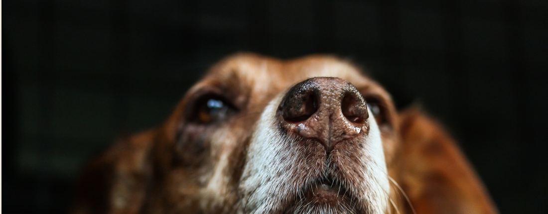 Projeto de lei pode prejudicar segmento Pet Shops em Florianópolis