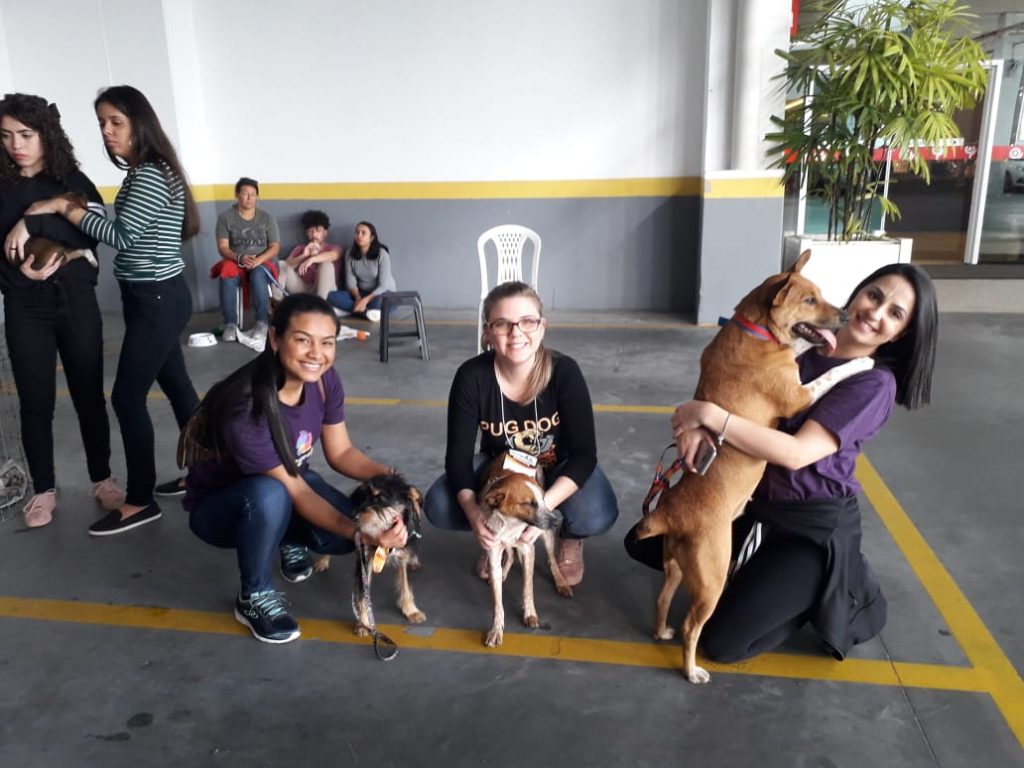 ACIFinions – Feira de doação cachorros