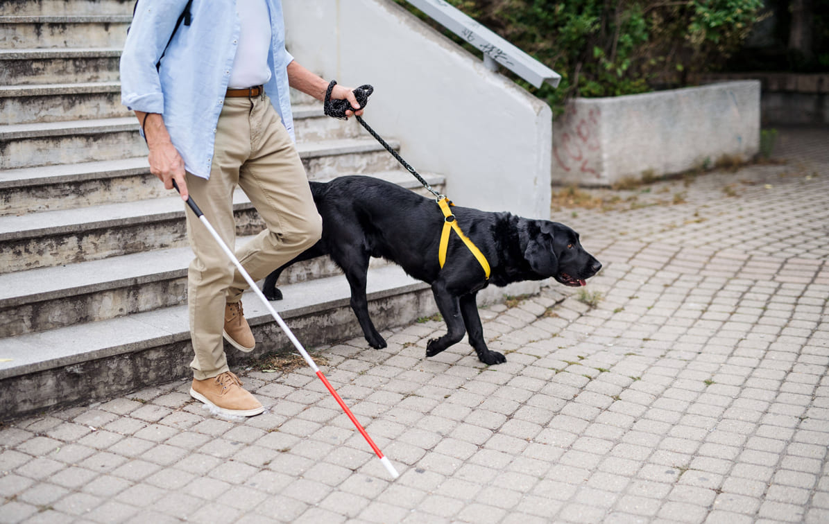 Cão-guia nos estabelecimentos de SC: sua empresa está sendo inclusiva?